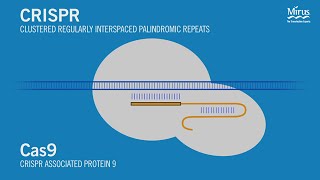 CRISPRCas9 Transfection Mirus Bio [upl. by Gaeta836]