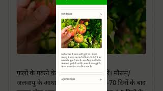 Syngenta Tomato seeds Saaho 3251 tomato agriculture farming fruit tomatofarming [upl. by Thanos637]