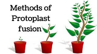 Methods of protoplast fusion  Spontaneous vs Induced protoplast fusion [upl. by Simons332]