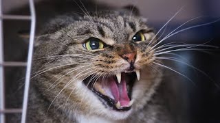 Horror Cat Sound  Aggressive cat sounds [upl. by Mountfort240]