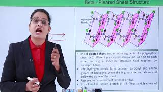 Class10th – Secondary Structure  Biomolecules – Protein  Tutorials Point [upl. by Naoh927]