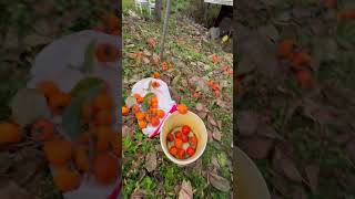 Persimmon harvest 2024 11 10 [upl. by Ettennil]