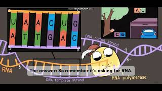 Biology with subtitle through AMOEBA SISTERS  DNA vs RNA [upl. by Leira22]