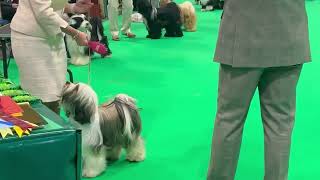 Araki Movies Crufts 2024 [upl. by Mosora]