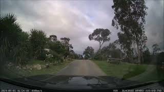 WedgeTailed Eagle Tries To Pick Up Lamb Statue In My Driveway [upl. by Crawley733]