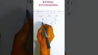 structure of beta D ribose and beta D 2 deoxyribose SHORTS [upl. by Eldin168]