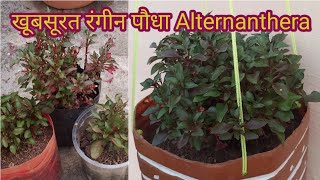 Colourful Plant Alternanthera  How to grow and care Alternanthera [upl. by Nilat]