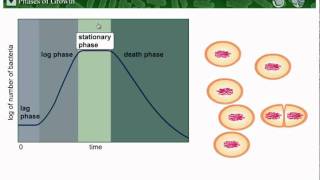 Microbial Growth  Part 2 [upl. by Tiphane]