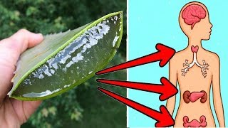 6 Reasons Why Every Home Should Have An Aloe Vera Plant [upl. by Persas272]