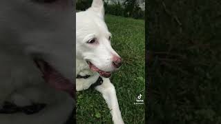 😁My dog doing the bewitched nose twitch😍 bewitched cuteanimals funny funnyvideo [upl. by Philis318]