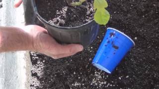 Transfering Ischia fig tree cuttings to Larger container [upl. by Lutero]