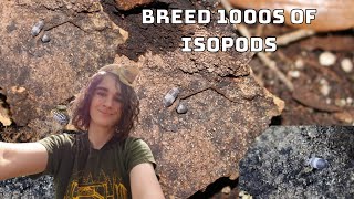 STOP Breeding Isopods the WRONG Way [upl. by Nuahsak]