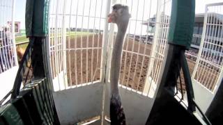 Helmet Cam Ostrich Race at Canterbury Park with Jockey Denny Velazquez [upl. by Wade181]