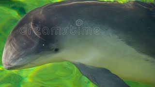 Meet the Animals 78 Finless Porpoise [upl. by Nnel]