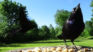 Grackle eats some peanuts and tells their friends [upl. by Everrs243]