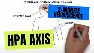 2Minute Neuroscience HPA Axis [upl. by Ark855]