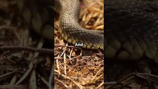 Top 5 Deadliest Snakes in the World 🐍 [upl. by Leiuqeze]