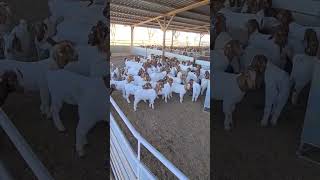 Cabras BOER 🐐😍cabrasboergoats [upl. by Oneal]