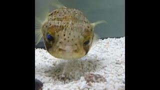 FACT ATTACK  PUFFER FISH [upl. by Anail]