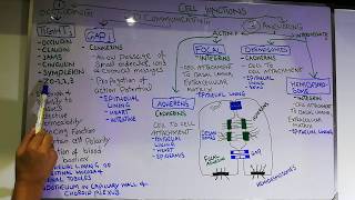 Physiology lecture 19  Cell junctions  Tight junction  Gap junction  DesmosomesHemidesmosomes [upl. by Llyrrad]