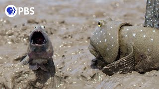 Mudskipper Jumping Contest For Mate [upl. by Akenat]