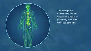 What is the endogenous cannabinoid system [upl. by Sorgalim]