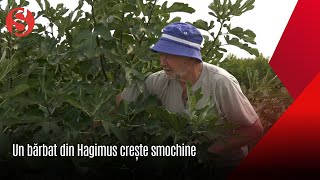 Un bărbat din Hagimus are o livadă de smochine Vezi cu sa adaptat fructul la noi [upl. by Armin653]