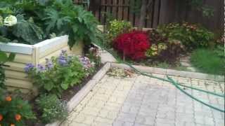 Колеус Coleus Solenostemon в Хабаровске 2012 год [upl. by Corbie]