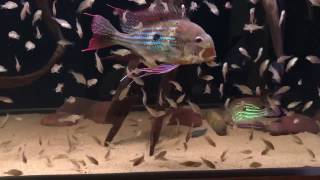 Geophagus winemilleri 80 days fry [upl. by Lrem370]