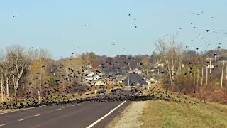 Lots of Blackbirds [upl. by Gaskin209]