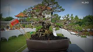 PAMERAN BONSAI DI LAPANGAN TULIKUP GIANYAR 2024 part2 [upl. by Revlis322]