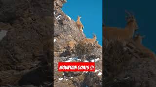 quotIncredible Mountain Goats Defy Gravity on Steep Cliffsquot MountainGoats MRPEACEINDIA [upl. by Glialentn]