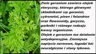 Geranium anginka właściwości [upl. by Leandra]