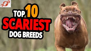 🐕 Scary Dogs  TOP 10 Scariest Dog Breeds In The World [upl. by Burnaby]