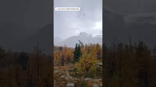 Snowy Larch Valley Adventure  Banff National Park [upl. by Sudbury]