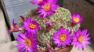 Two weeks after watering our cactus collection Ariocarpus Turbinicarpus Mammillaria and more [upl. by Eirena]