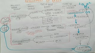 Development of Brain  TCML [upl. by Ibor]