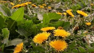 Dandelion Wine  Ray Bradbury  Reading Excerpt [upl. by Iadahs]