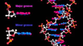 DNA major and minor grooves [upl. by Safire521]