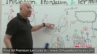 Ribosomes Structure and Function [upl. by Htebarual]