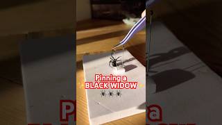 Pinning the black widow from a rehydration chamber spiders blackwidow blackwidows howto diy [upl. by Waylin]