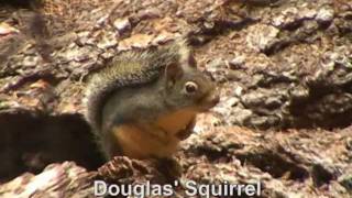 Douglas Squirrel [upl. by Jard]