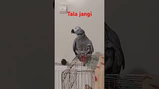 I am Tala visit my channelpsittaciformes parrots parrottalking کاسکو طوطی طوطیسخنگو animals [upl. by Lertnom]