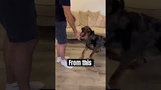 Residential dog training in Surrey teaching a beauceron puppy to greet people calmly dogtrainer [upl. by Suryt]