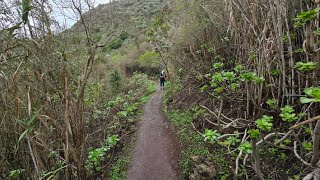 Gran Canaria  The ancient forest of Los Tilos de Moya [upl. by Adest]