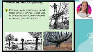 33  PODA DE ARBOLES [upl. by Okime748]