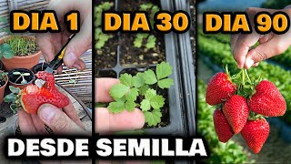 PLANTAS de FRESA GRATIS  Germinar FRESAS RÁPIDO en CASA desde Semilla  Sembrar Frutillas en Maceta [upl. by Anneyehc]