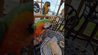 Coffee and macaws macaw parrot smackdown [upl. by Zednanreh]