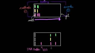 Gel Electrophoresis [upl. by Lig]