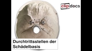 Durchtrittsstellen der Schädelbasis clipdocsde [upl. by Elleivad]